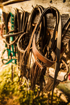 some bridles hung in a wall in the stable under the sunset sun