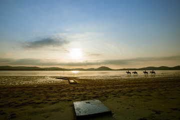 four horses walking during sunset hours in Laredo beach, Cantabria