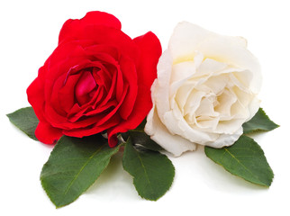 White and red roses.