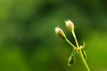 Knospen im Sonnenlicht vor grünem Hintergrund