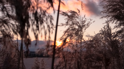 sunset atmosphere in the thickets of fluffy lake plants