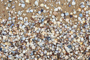 Seashells on the seashore, soft focus. Sea of Azov