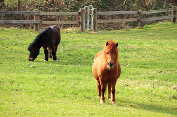 two ponys on a green springtime pasture