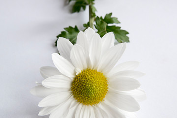 Fototapeta na wymiar Daisy Flower Closeup White Background