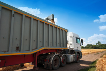 the harvester pours grain into the body of the truck