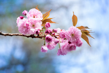 sprig of blooming pink sakura on a blurry sky background