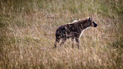 side view of Spotted Hyena (Crocuta crocuta) with upright mane in dry savannah of Northern Serengeti National Park, Tanzania