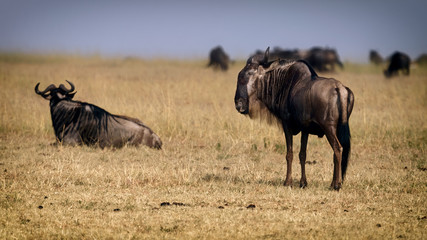 one adult Wildebeest stands beside another one is resting in Nerthern Serengeti at begining of the...