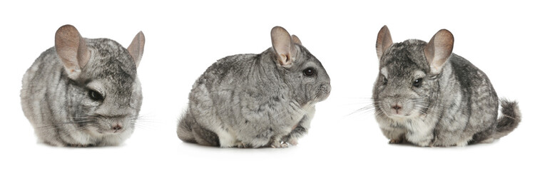 Obraz premium Collage with cute grey chinchillas on white background