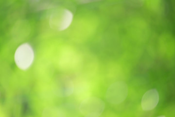 Obraz premium Bokeh green nature, Subtle background in abstract style for graphic design