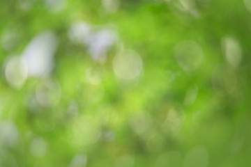 Obraz premium Bokeh green nature, Subtle background in abstract style for graphic design