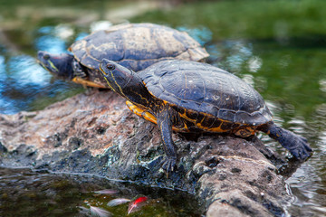 Fototapeta premium pond turtle standing on rock