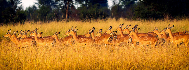 Impala Herd at Golden Light