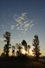 Bäume mit Abendhimmel