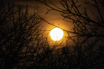 Night big moon in the twilight sky with beautiful lighting. The celestial luminary lights up the evening through the leafless branches of tall trees and you can see the fabulous intertwined silhouette