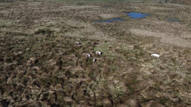 Circular Drone flight over cattle grazing in long grass at Ecos Park, Ballymena, County Antrim, Northern Ireland