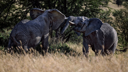 African Bush Elephant | Playful Fight