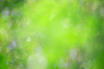 Fototapeta premium Bokeh green nature, Subtle background in abstract style for graphic design