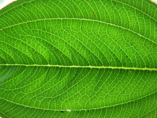 folha verde 