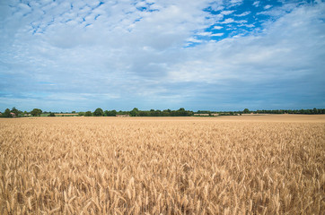 Beautiful landscape of agricultural field with ripe wheat on sunny day. Blue cloudy sky