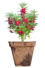 Pink Balsam, Impatiens balsamina or Touch Me Not  blooming in pot isolated on white background included clipping path.