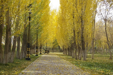 Golden autumn in Triathlon Park Astana (Nur-Sultan), Kazakhstan.  