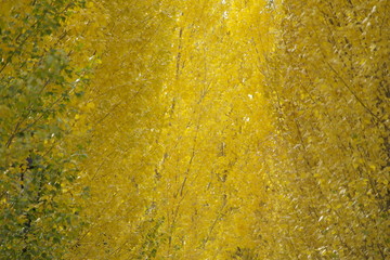 Golden autumn in Triathlon Park Astana (Nur-Sultan), Kazakhstan.  
