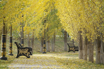 Golden autumn in Triathlon Park Astana (Nur-Sultan), Kazakhstan.  