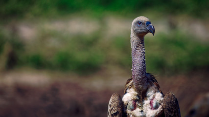one African white-backed vulture (Gyps africanus) vulture stand out against green blurred...