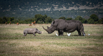 Baby rhino meeting his dad on safari © Bry
