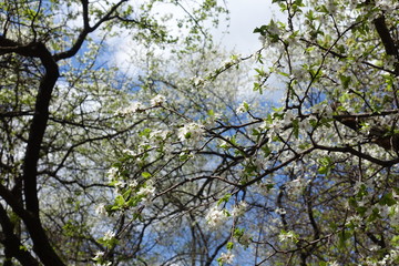 Black branches of sour cherry tree with white flowers against the sky