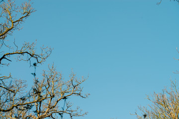 Peaceful nature background on a spring day