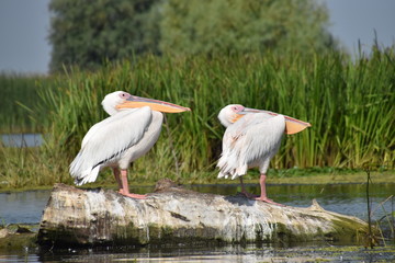 pelicans in danube delta