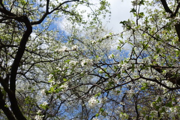 Fototapeta premium Blossoming branches of sour cherry tree against the sky