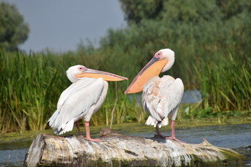 pelicans on a tree trunk