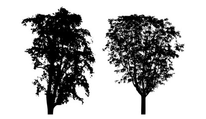 Black tree silhouette isolated on white Background, vector illustration.