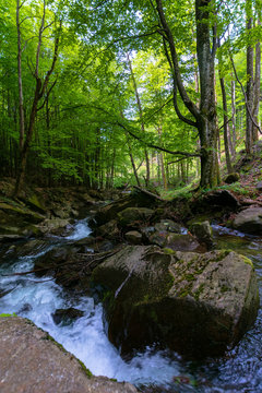 water stream in the beech forest. beautiful nature scenery in spring, trees in fresh green foliage. mossy rocks and boulders on the shore. warm sunny weather