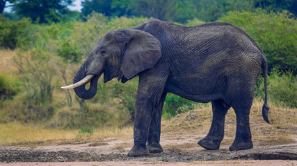 one African Elephant (Loxodonta africana) sucking up minerals from soil with its extremely versatile trunk.