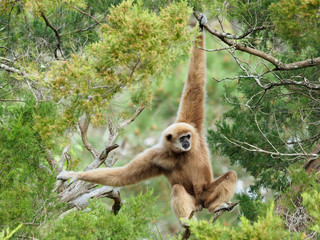 Mature Male White Handed Gibbon Swinging Through the Trees - 332664477