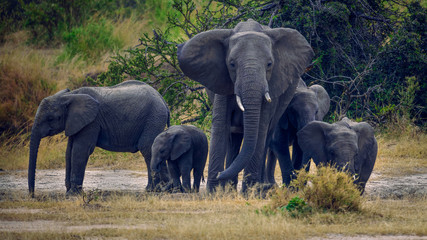Grazing elephant family