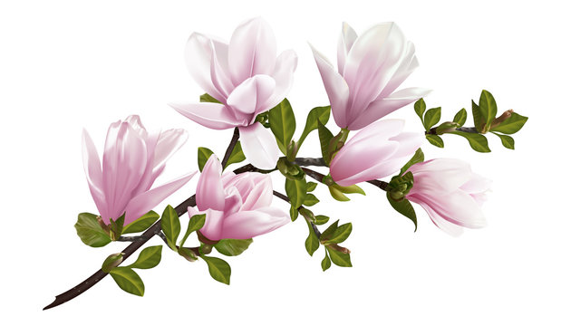Beautiful twig blooming Magnolia. Vector illustration. EPS 10