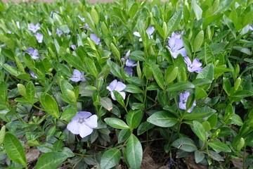 Closeup of violet flowers of Vinca minor in April
