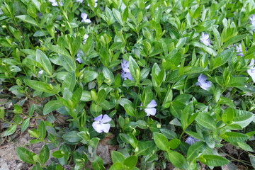 Glossy green leaves and violet flowers of Vinca minor in April