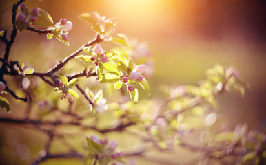 Apple-tree flowers in the spring