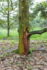 Durian tree is a root rot disease