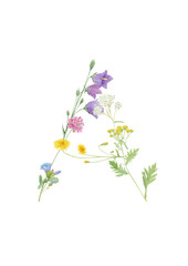 Watercolor hand drawn wild meadow flower letter A (bluebell, clover, crepis, chicory, yarrow,  tansy)  isolated on white background. Design element for summer design.