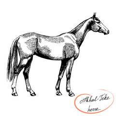 vector graphic riding and trotting Akhal-Teke thoroughbred horse