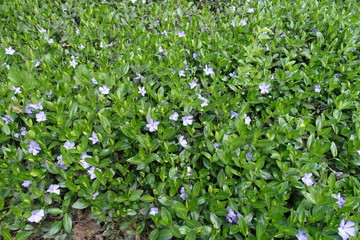Lush green foliage and violet flowers of Vinca minor in April