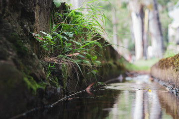 Stream in the park of Abkhazia.