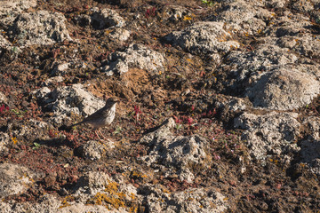abstract rocky landscape